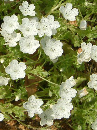 �l���t�B�� �X�m�[�X�g�[��(Nemophila 'Snowstorm')