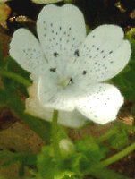 �l���t�B�� �X�m�[�X�g�[��(Nemophila 'Snowstorm')
