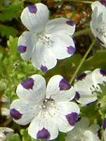 �l���t�B�� �}�N���[�^(Nemophila maculata)