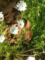 �l���t�B�� �}�N���[�^(Nemophila maculata)