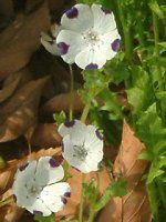 �l���t�B�� �}�N���[�^(Nemophila maculata)