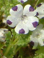�l���t�B�� �}�N���[�^(Nemophila maculata)