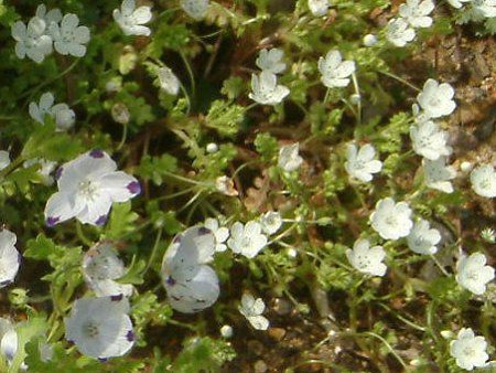 �l���t�B�� �X�m�[�X�g�[��(Nemophila 'Snowstorm')