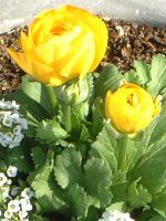 ���i���L�����X(Ranunculus)