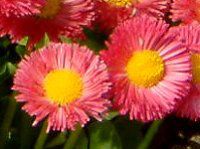 �f�[�W�[(Daisy)