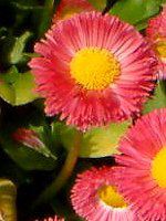 �f�[�W�[(Daisy)