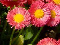 �f�[�W�[(Daisy)