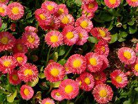 �f�[�W�[(Daisy)