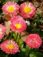 �f�[�W�[(Daisy)