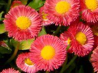 �f�[�W�[(Daisy)