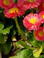 �f�[�W�[(Daisy)