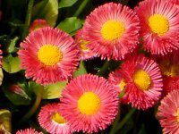 �f�[�W�[(Daisy)