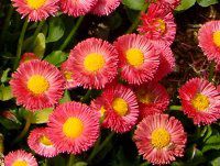�f�[�W�[(Daisy)