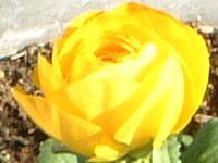 2���̉�(2003�N)