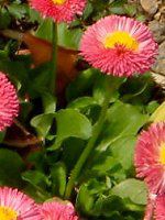 �f�[�W�[(Daisy)
