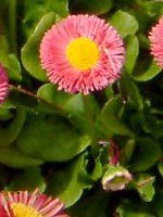 �f�[�W�[(Daisy)