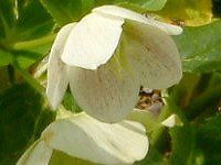 �w���{���X(Helleborus)