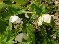 �w���{���X(Helleborus�j