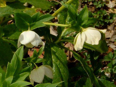�w���{���X(Helleborus)