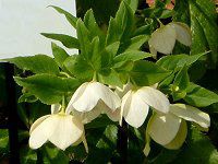 �w���{���X�E�j�Q���iHelleborus nigercors�j