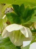 �w���{���X(Helleborus�j