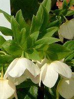 �w���{���X(Helleborus�j