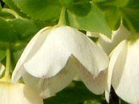 �w���{���X(Helleborus�j