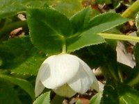 �w���{���X(Helleborus�j