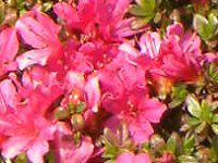 �T�c�L�i�H���j'pink-spring'