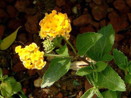 �����^�i(Lantana)