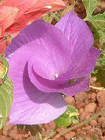 �u���[�n�C�r�X�J�X�iBlue hibiscus�j
