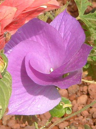 �u���[�n�C�r�X�J�X(Blue hibiscus)