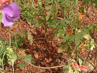 �u���[�n�C�r�X�J�X(Blue hibiscus)
