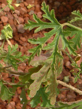 �u���[�n�C�r�X�J�X(Blue hibiscus)