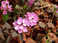 �R�o�m�����^�i(���t��Lantana)���F