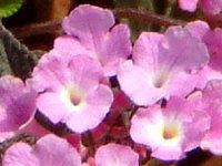 �R�o�m�����^�i(���t��Lantana)�s���N