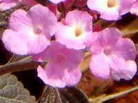 �R�o�m�����^�i(���t��Lantana)�s���N