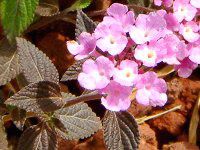 �R�o�m�����^�i(���t��Lantana)���F