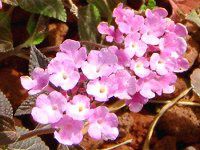 �R�o�m�����^�i(���t��Lantana)���F