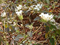 �R�o�m�����^�i(���t��Lantana)����