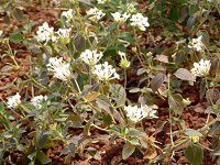 �R�o�m�����^�i(���t��Lantana)����
