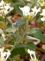 �R�o�m�����^�i(���t��Lantana)����