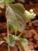 �R�o�m�����^�i(���t��Lantana)����