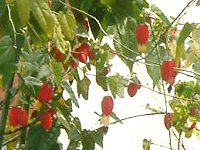 �A�u�`����(Abutilon)