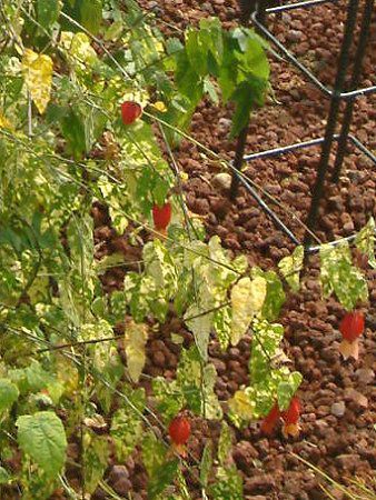 �A�u�`����(Abutilon)