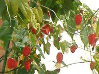 �A�u�`����(Abutilon)