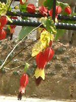 �A�u�`����(Abutilon)