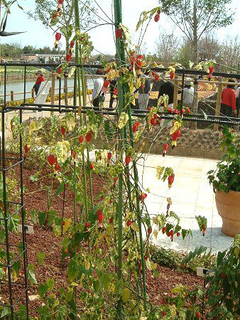 �A�u�`����(Abutilon)