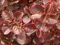 �C���V�l�w���u�X�`�[(Iresine herbstii)