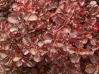 �C���V�l�E�w���u�X�`�[(Iresine herbstii)